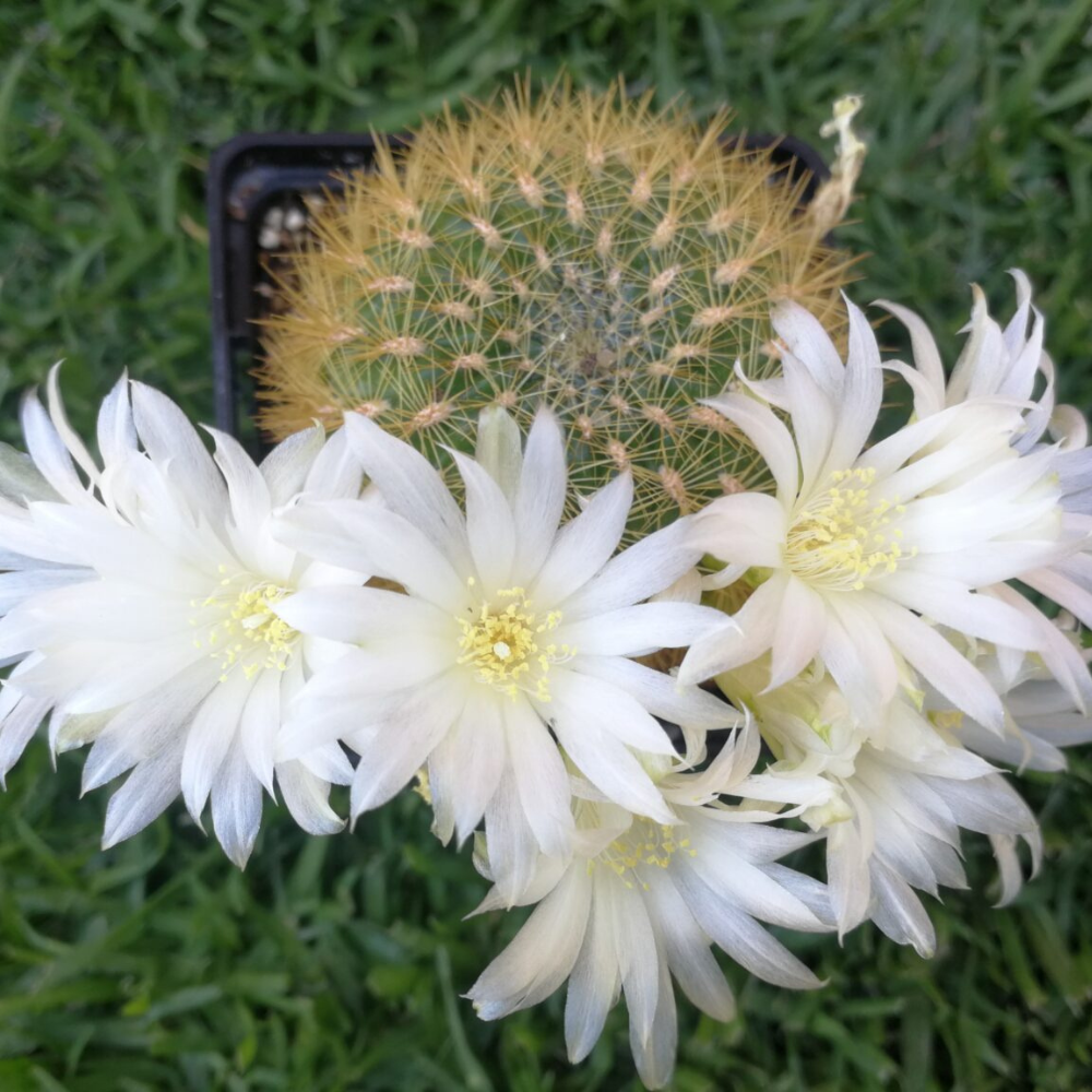 Especie Sulcorebutias