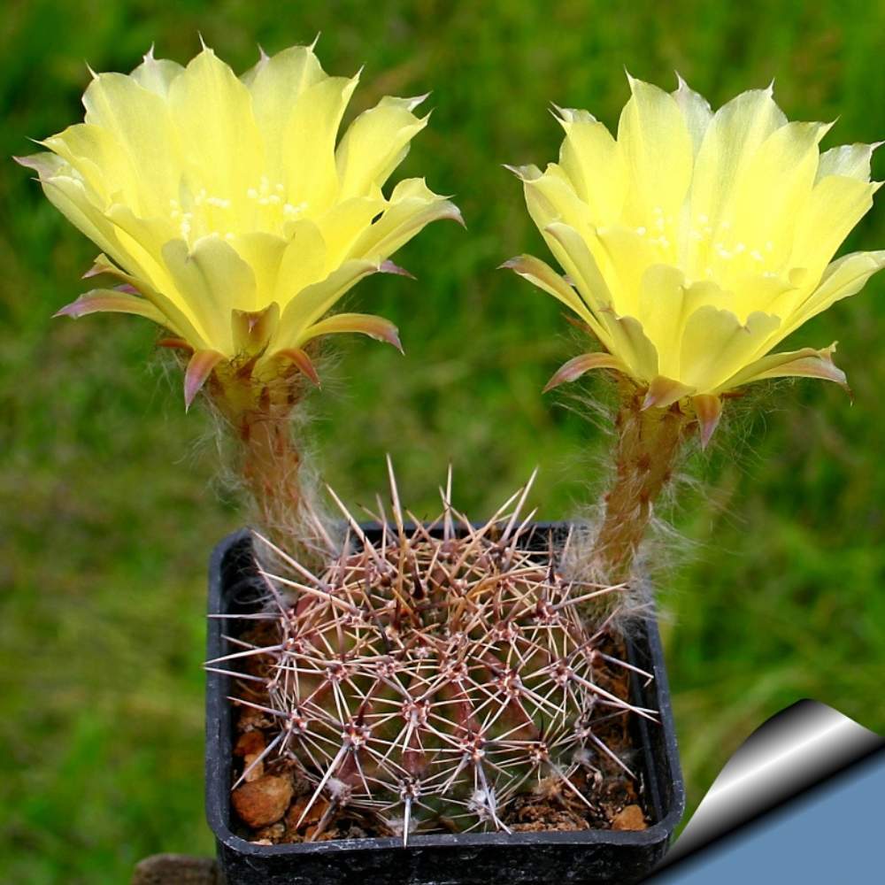 Especie Lovibias Aureas