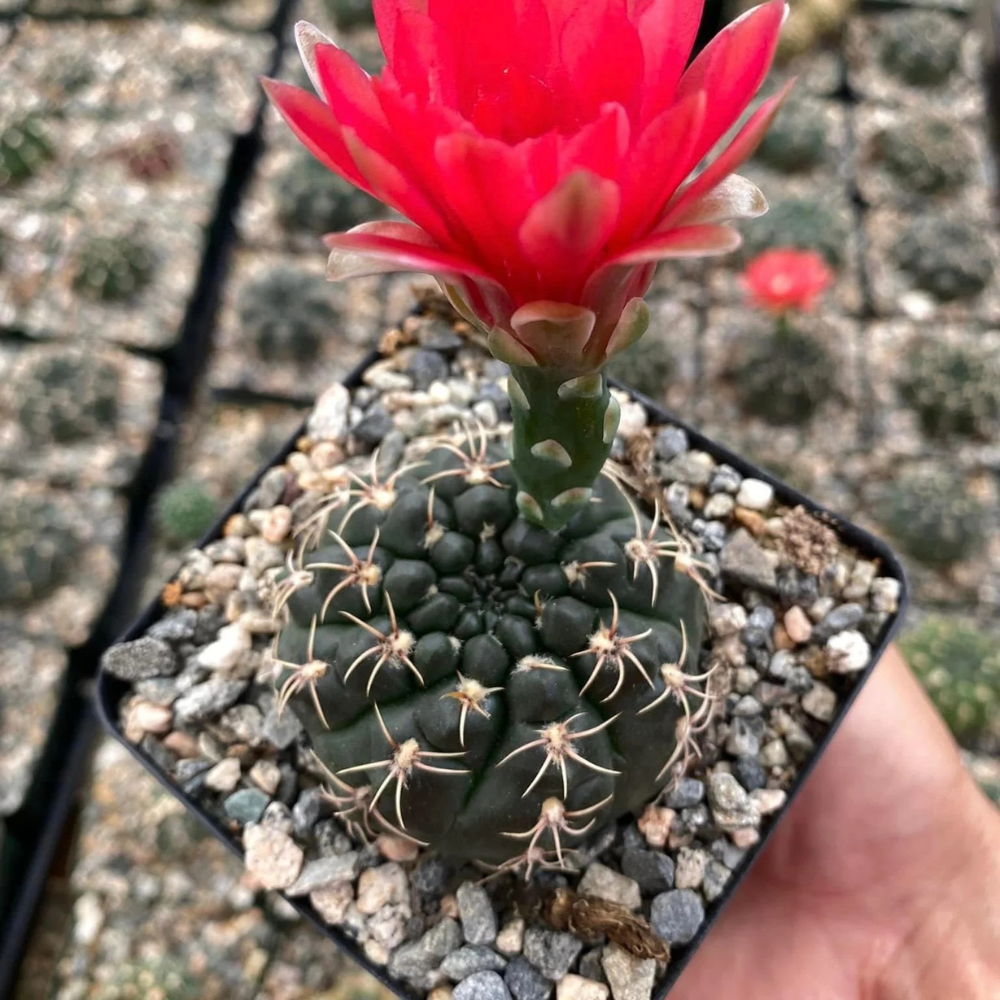 Especie Gymnocalycium
