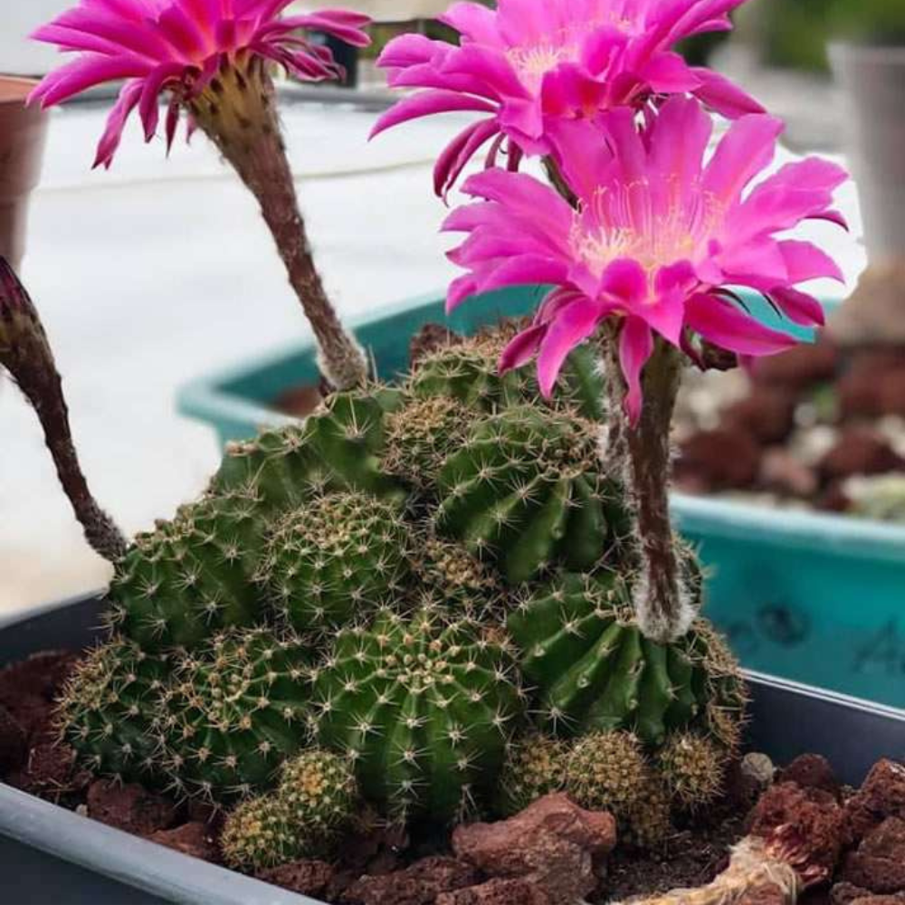 Especie Echinopsis