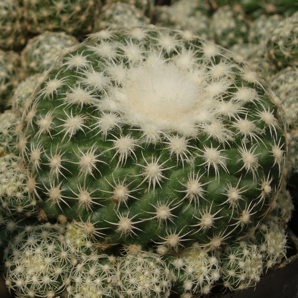 Especie Discocactus
