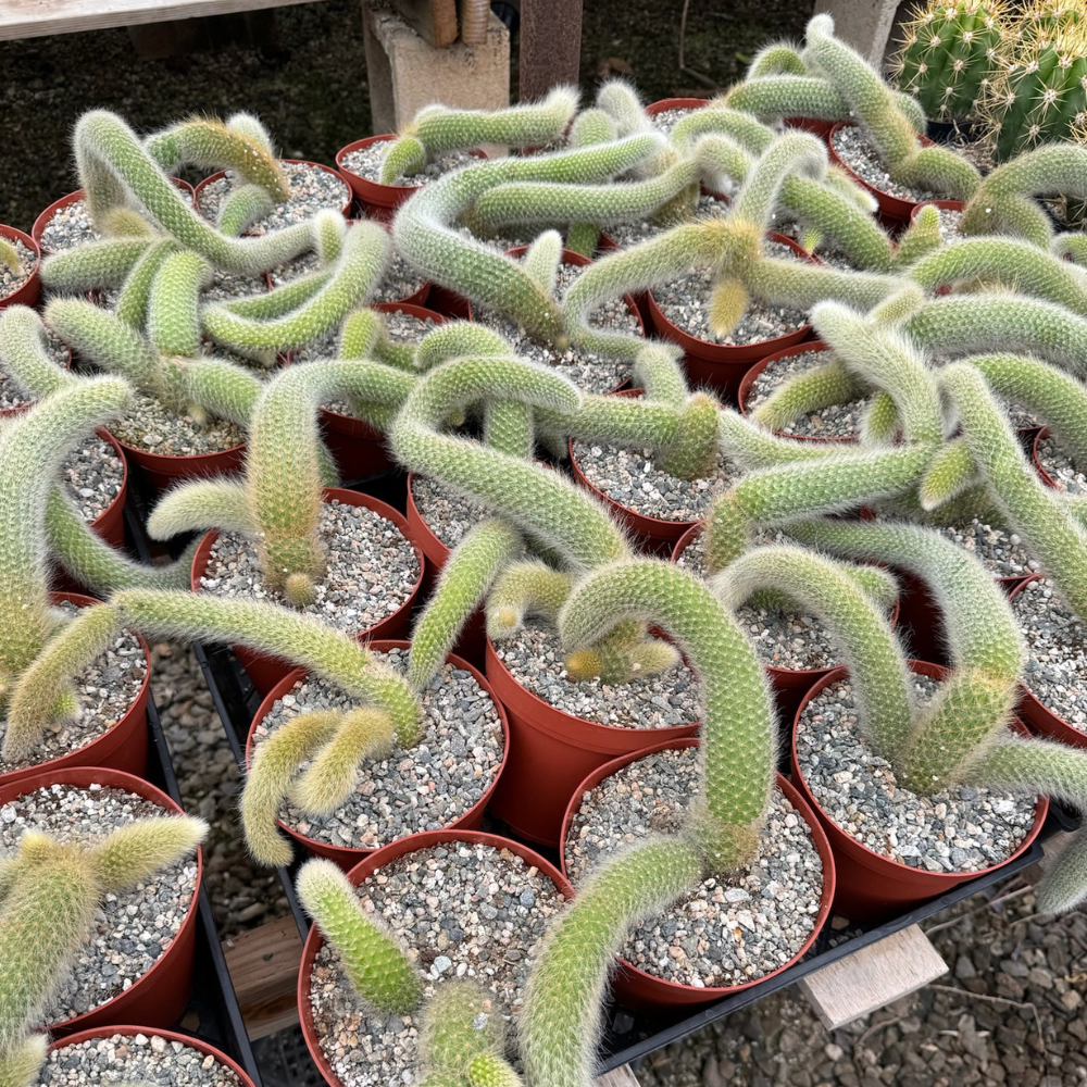 Especie Cola de Mono