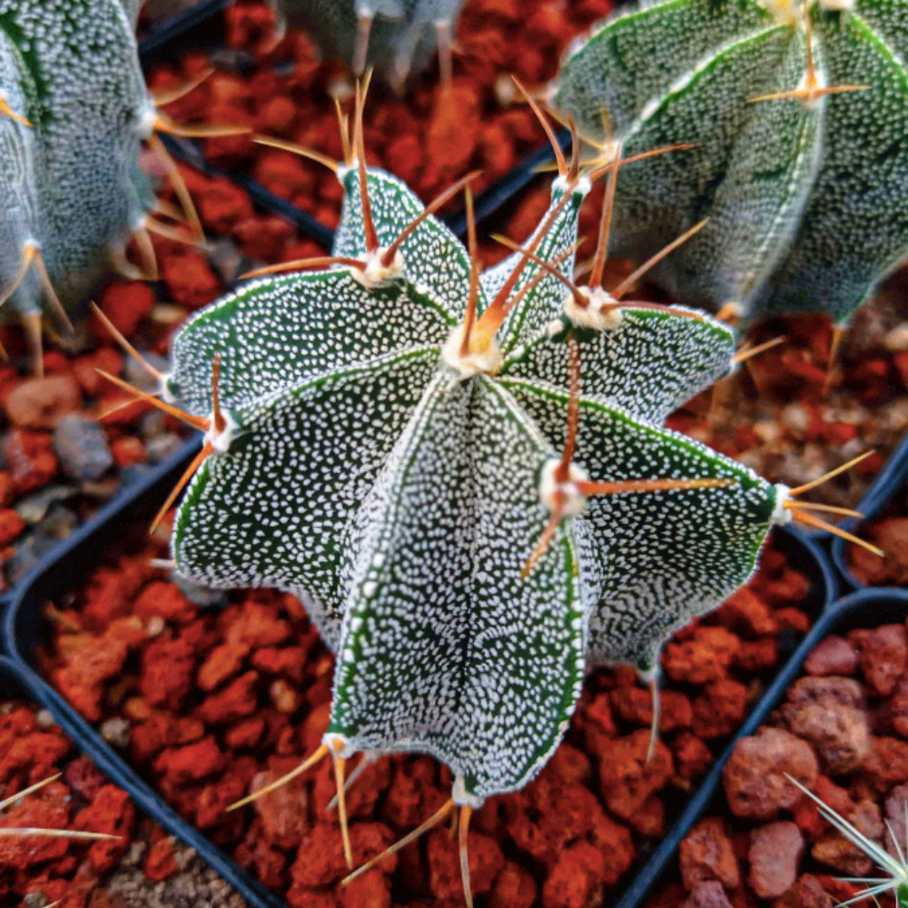 Especie Astrophytum
