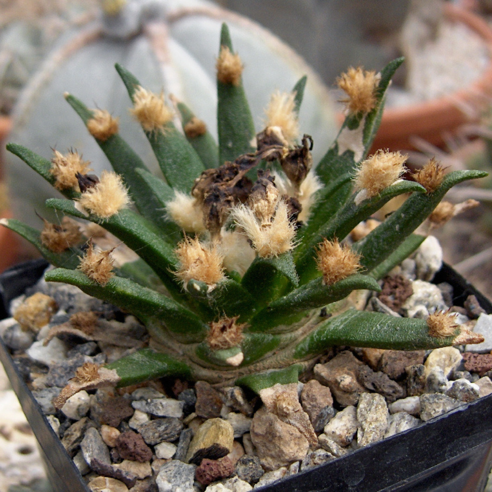 Especie Ariocarpus