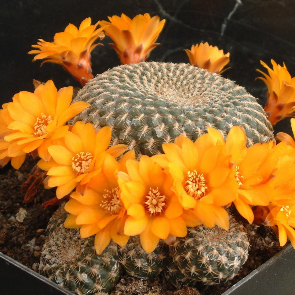 Especies Rebutias