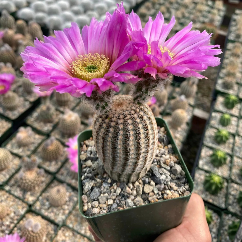 Especie Echinocereus
