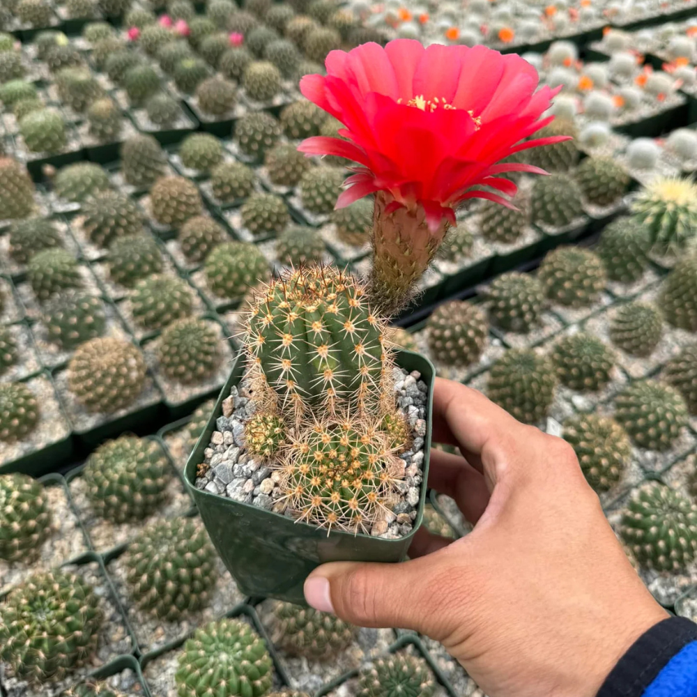 Especie Lobivia Mix de Semilla