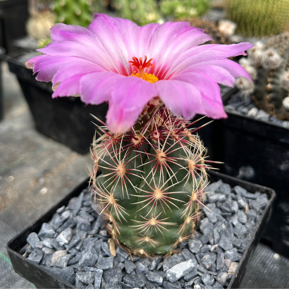 Especie Thelocactus