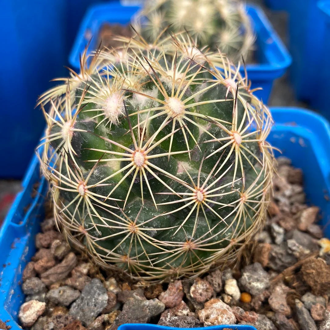 Especie Coryphantha