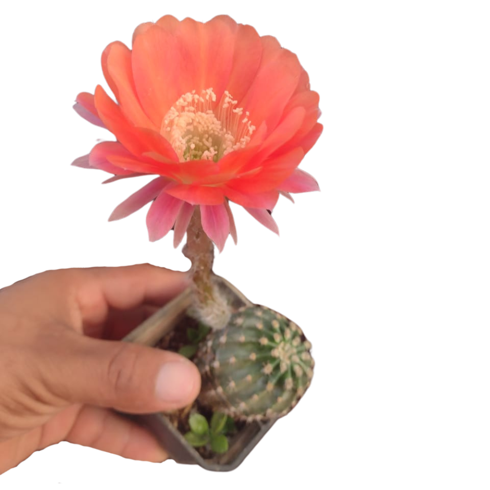 Cactus exótico Echinopsis flor naranja (2 pulgadas)
