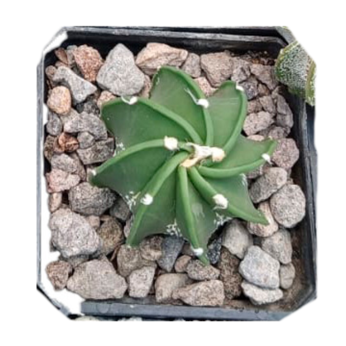 Cactus exótico Astrophytum capricorne (2 pulgadas)