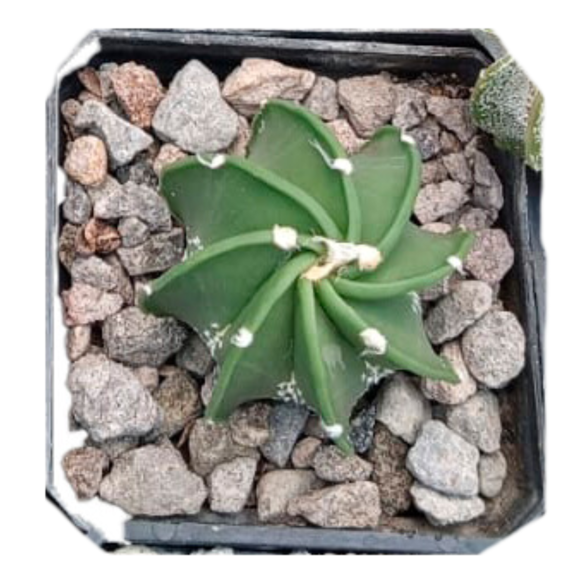 Cactus exótico Astrophytum capricorne (4 pulgadas)