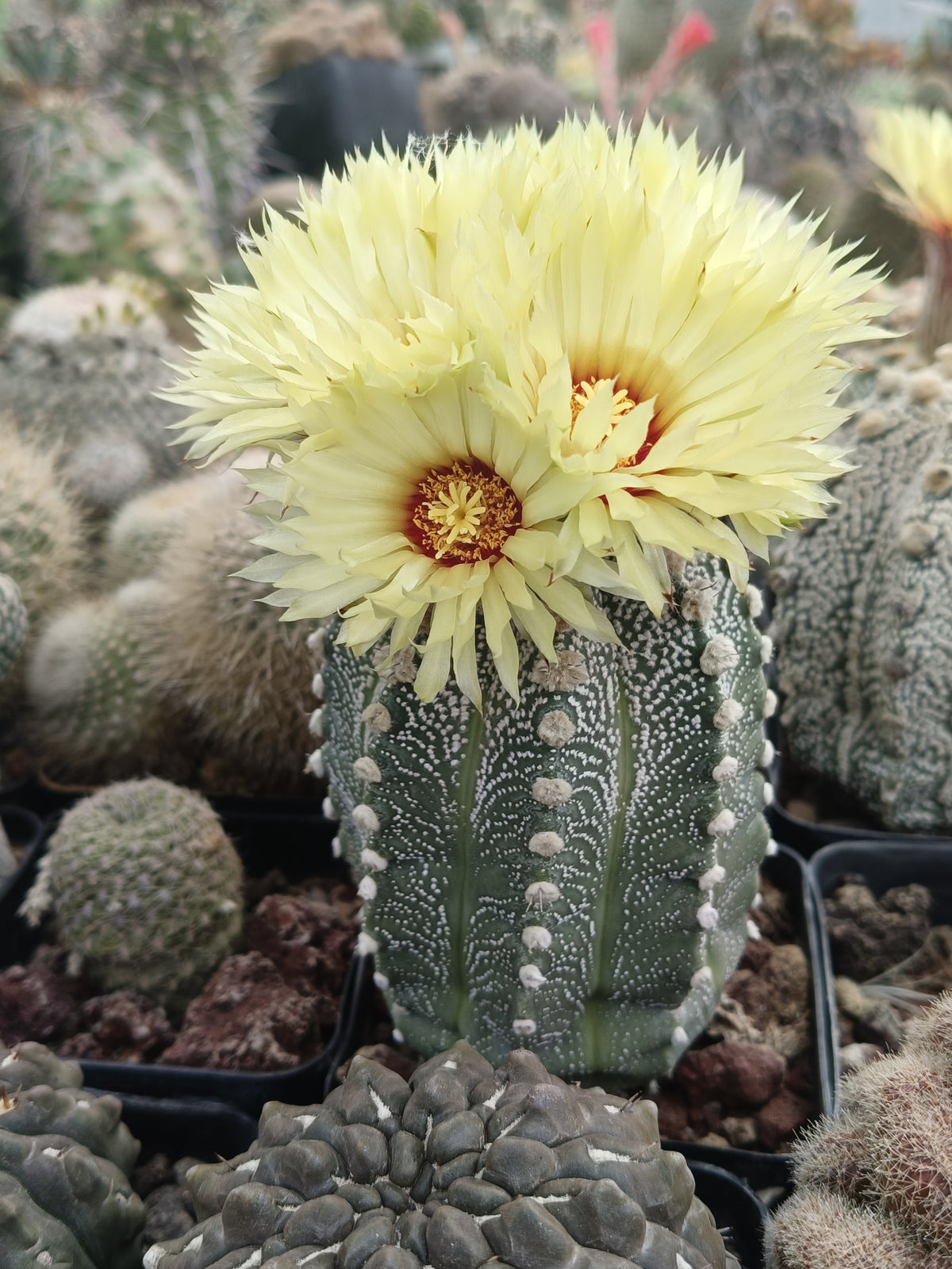 Cactus exótico Astrophytum asterias (2 pulgadas)