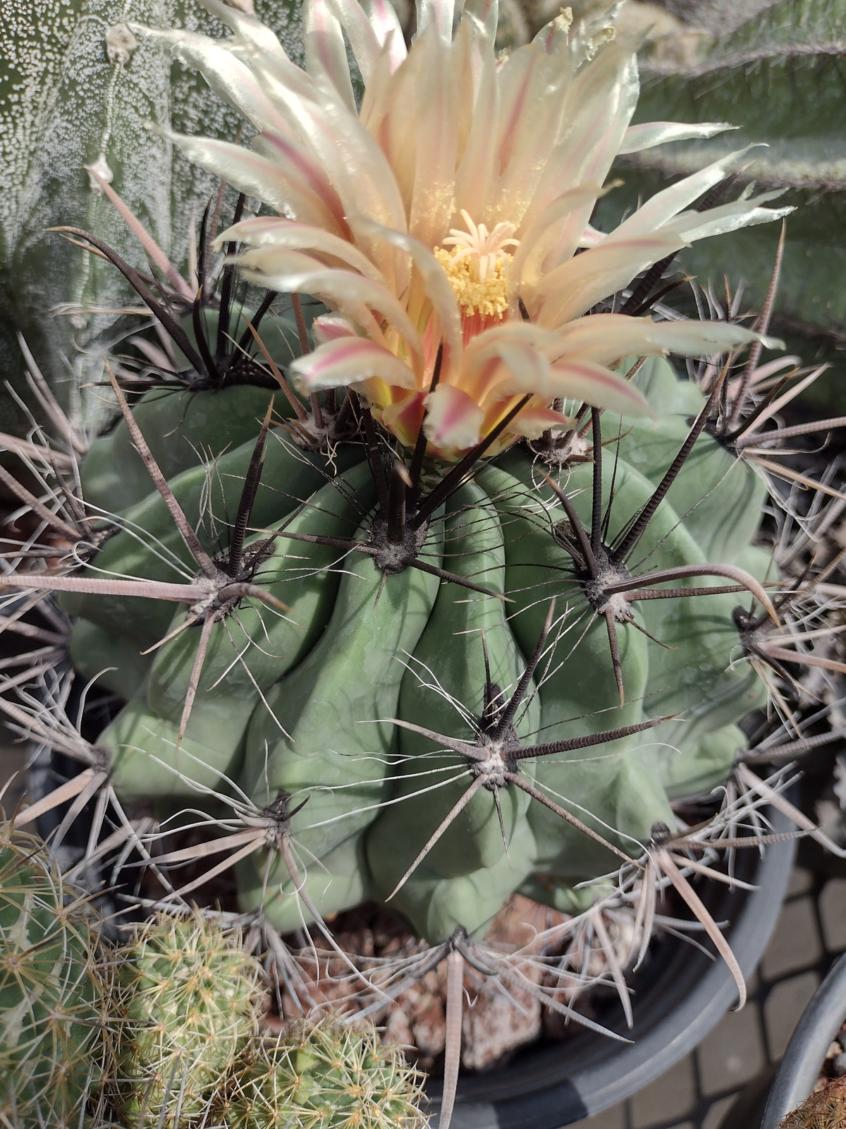 Cactus exótico Ferocactus peninsulae (4 pulgadas)