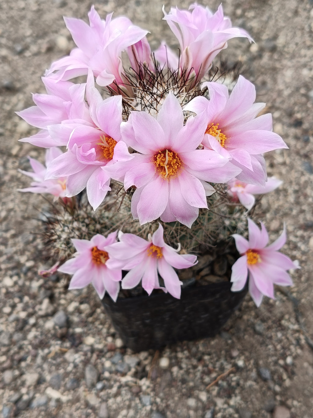 Cactus exótico Mammillaria shumanii (2 pulgadas)