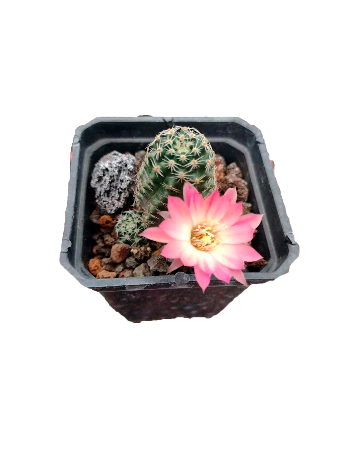 Cactus exótico Rebutia pigmea flor rosa (2 pulgadas)