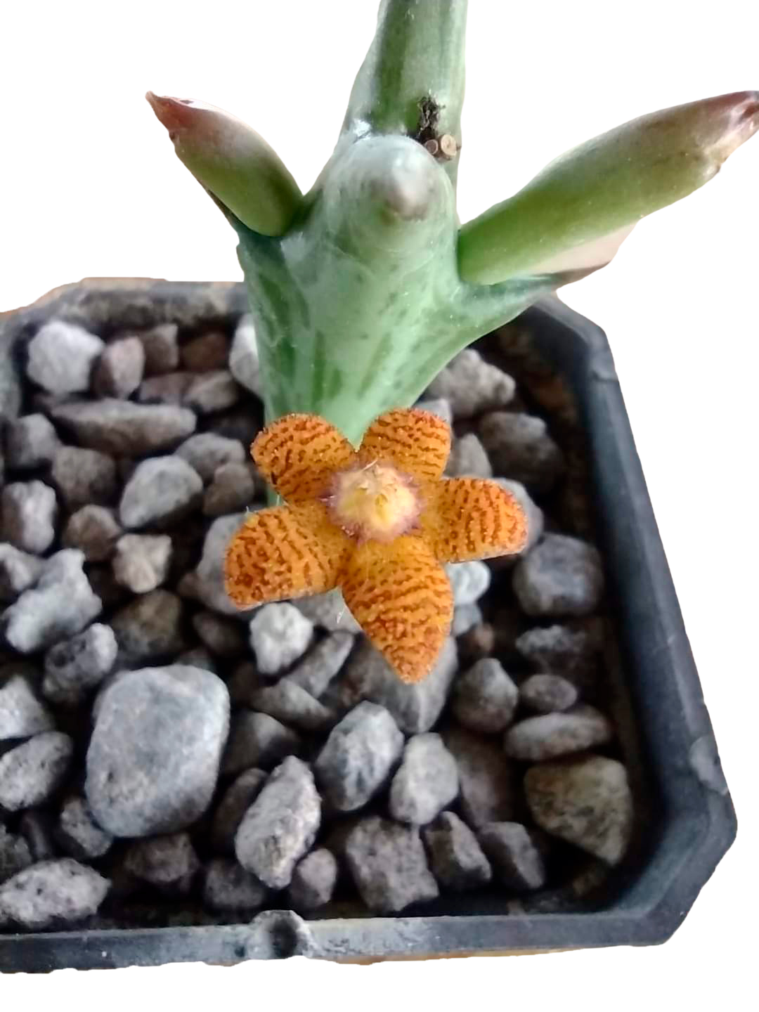 Cactus exótico Orbea shinforfhurtii (2 pulgadas)