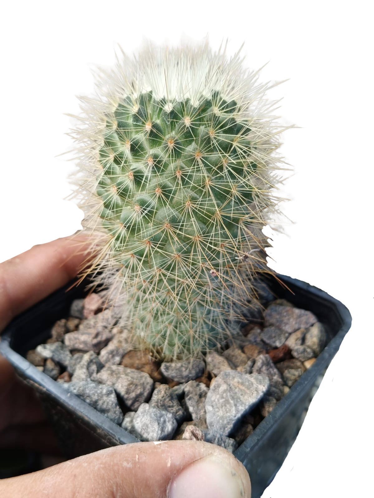 Cactus exótico Mammillaria espinosisima (2 pulgadas)