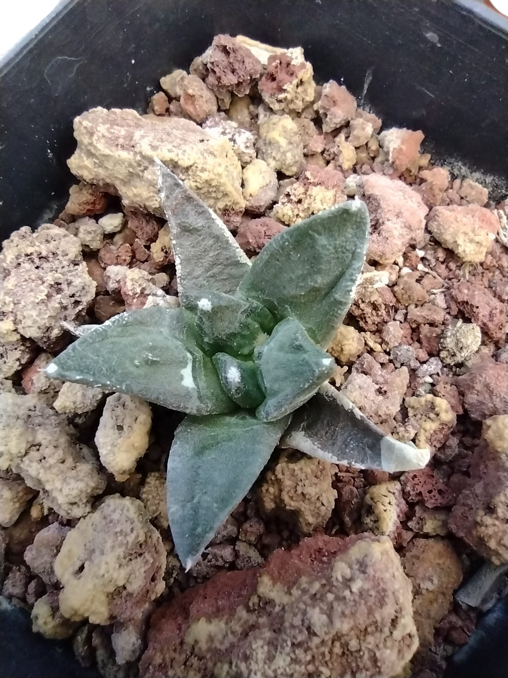 Cactus exótico Ariocarpus fissuratus híbrido retusus (2 pulgadas)