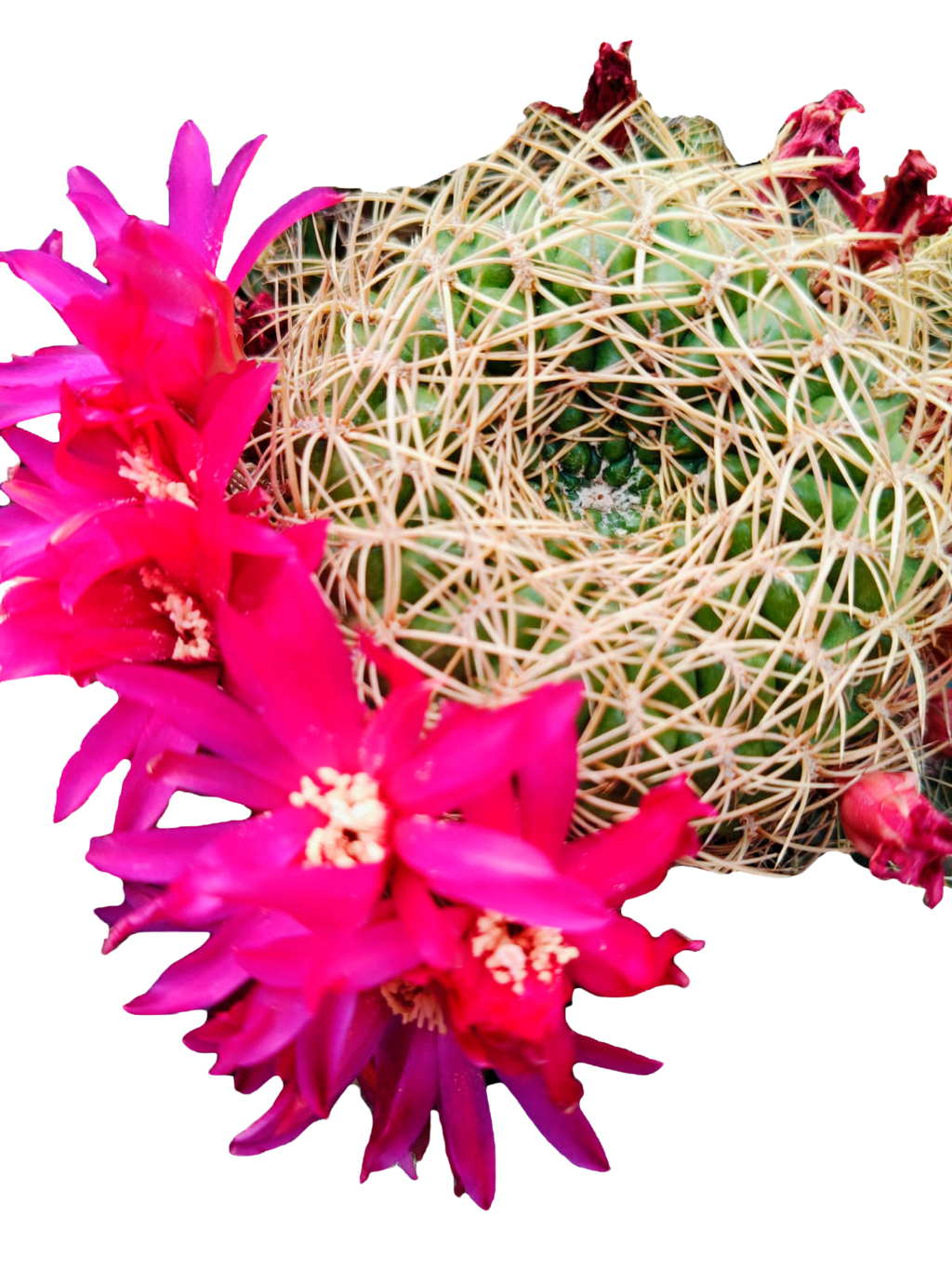 Cactus exótico Sulcorebutia callecalensis (4 pulgadas)