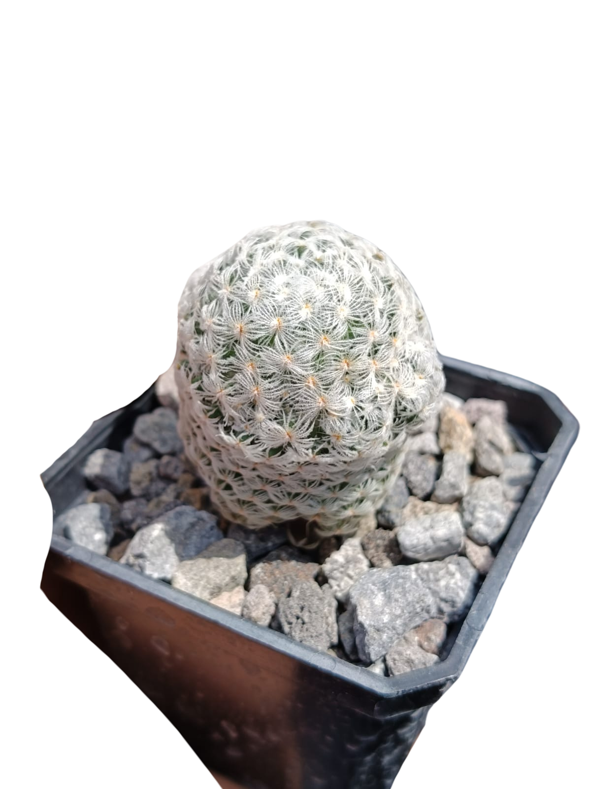 Cactus exótico Mammillaria duwei (2 pulgadas)
