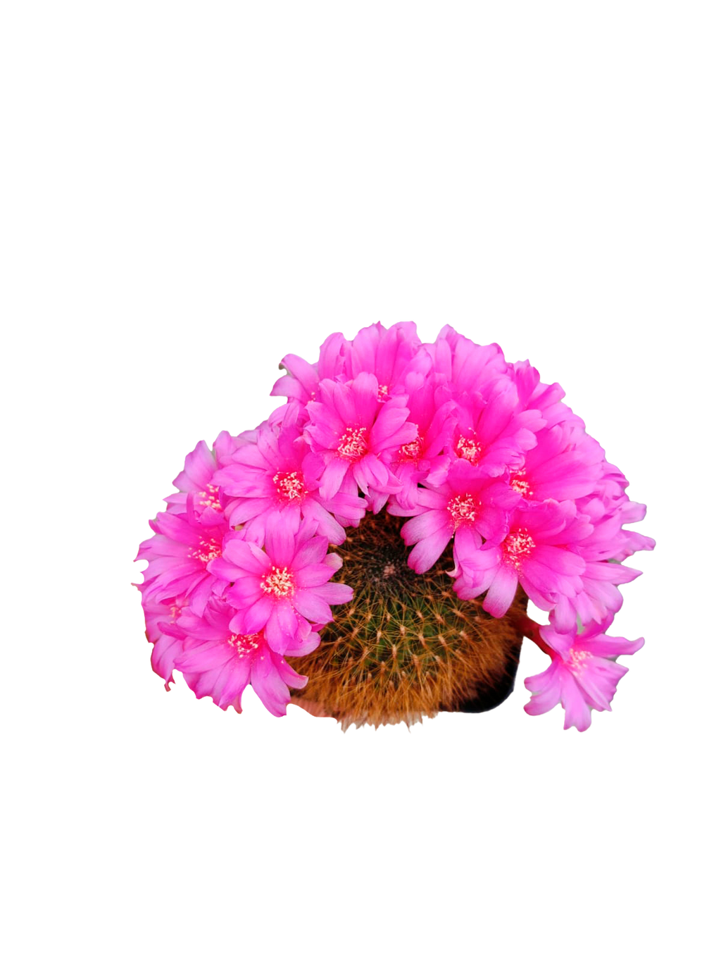 Cactus exótico Sulcorebutia mentosa sowoodae espina amarilla (2 pulgadas)