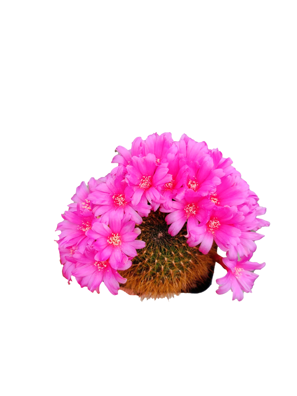 Cactus exótico Sulcorebutia mentosa sowoodae espina amarilla (2 pulgadas)