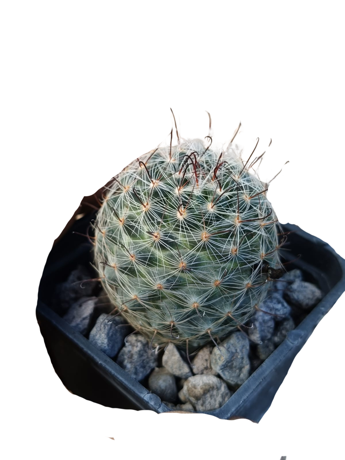 Cactus exótico Mammillaria longifloraen (2 pulgadas)
