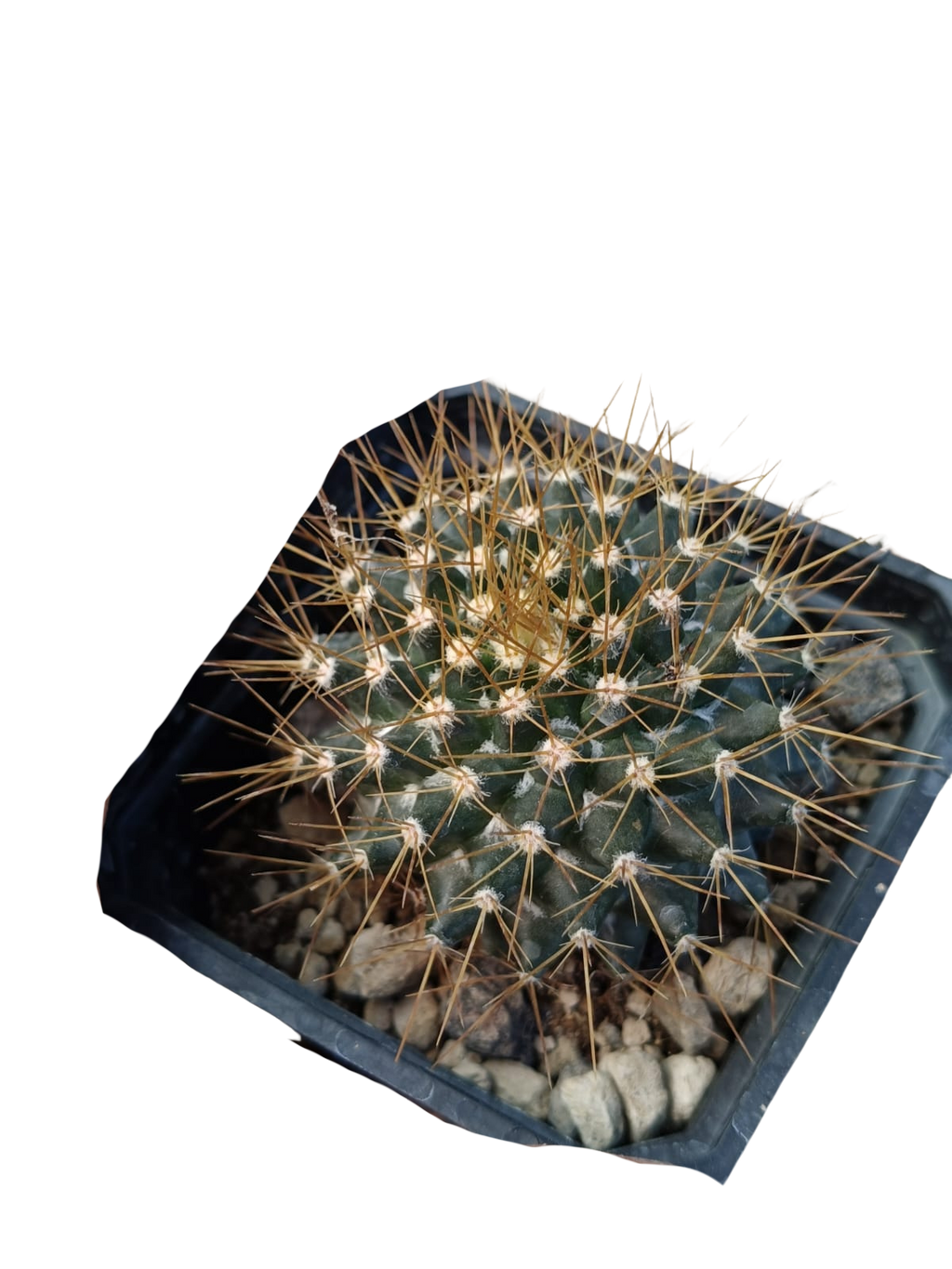 Cactus exótico Mammillaria nivosa (2 pulgadas)