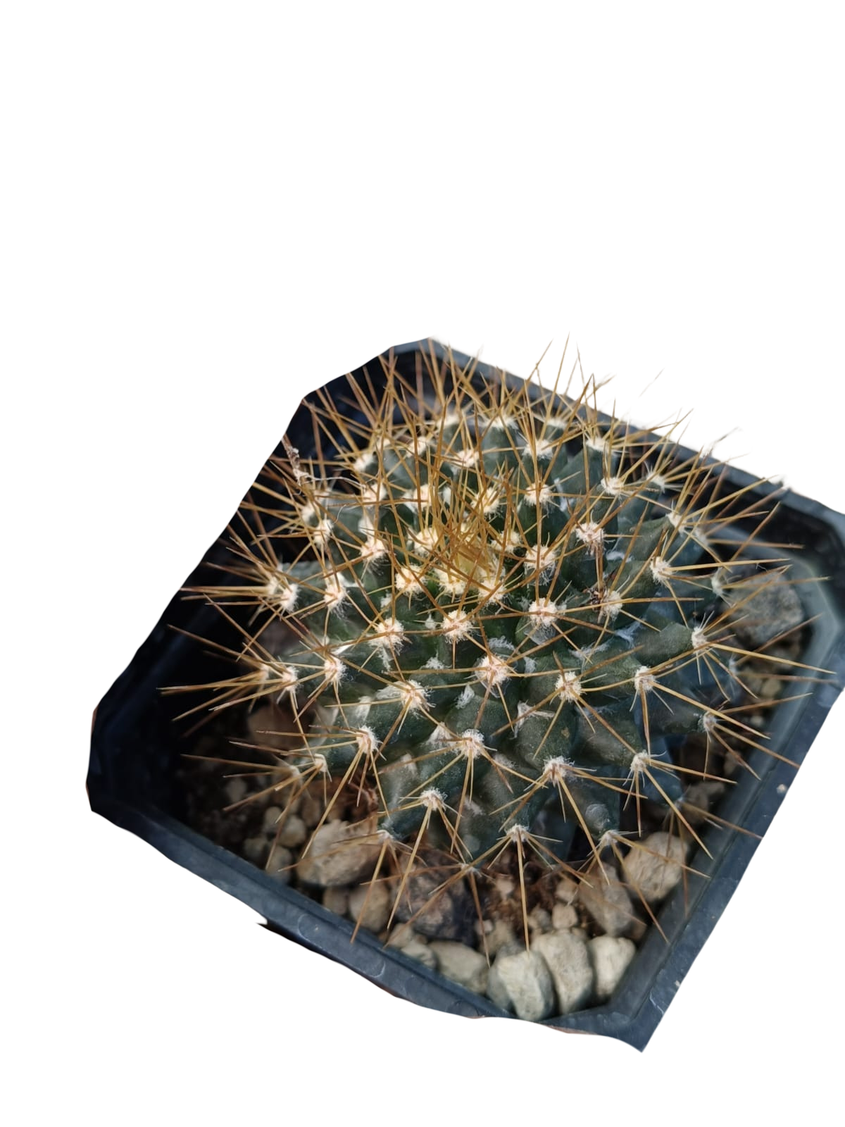 Cactus exótico Mammillaria nivosa (2 pulgadas)