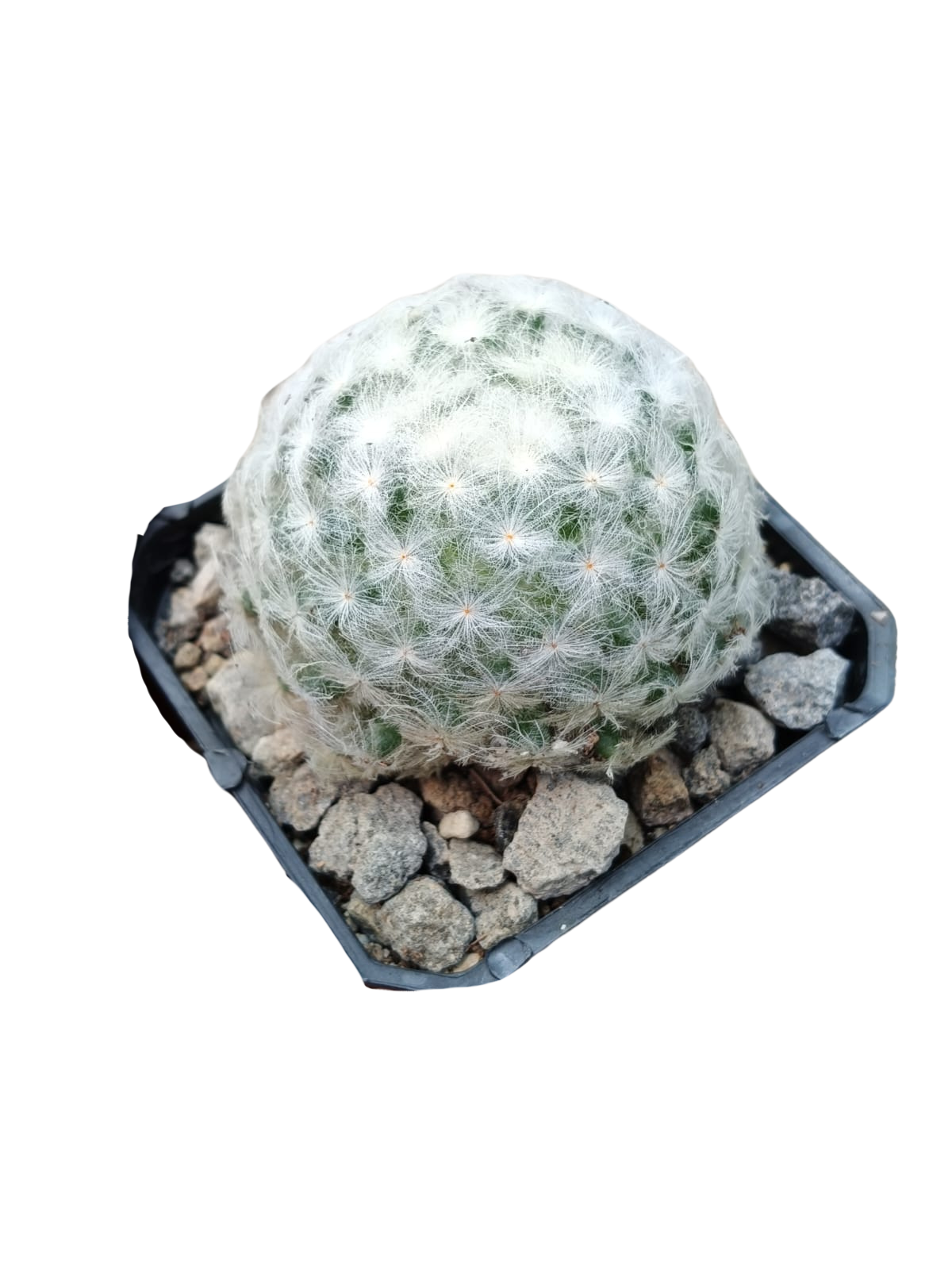 Cactus exótico Mammillaria plumosa (2 pulgadas)