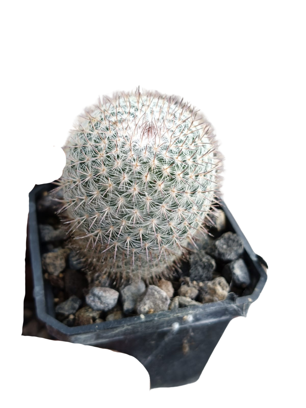 Cactus exótico Mammillaria repenjaguenii (2 pulgadas)
