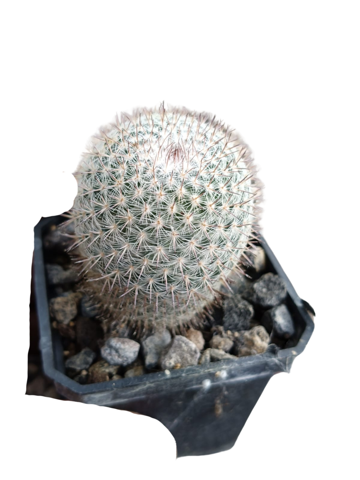Cactus exótico Mammillaria repenjaguenii (2 pulgadas)