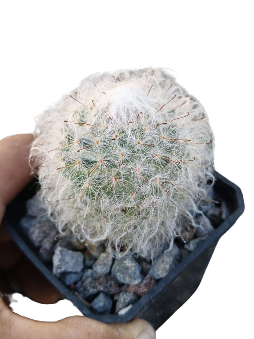Cactus exótico Mammillaria bocasana splendens (2 pulgadas)