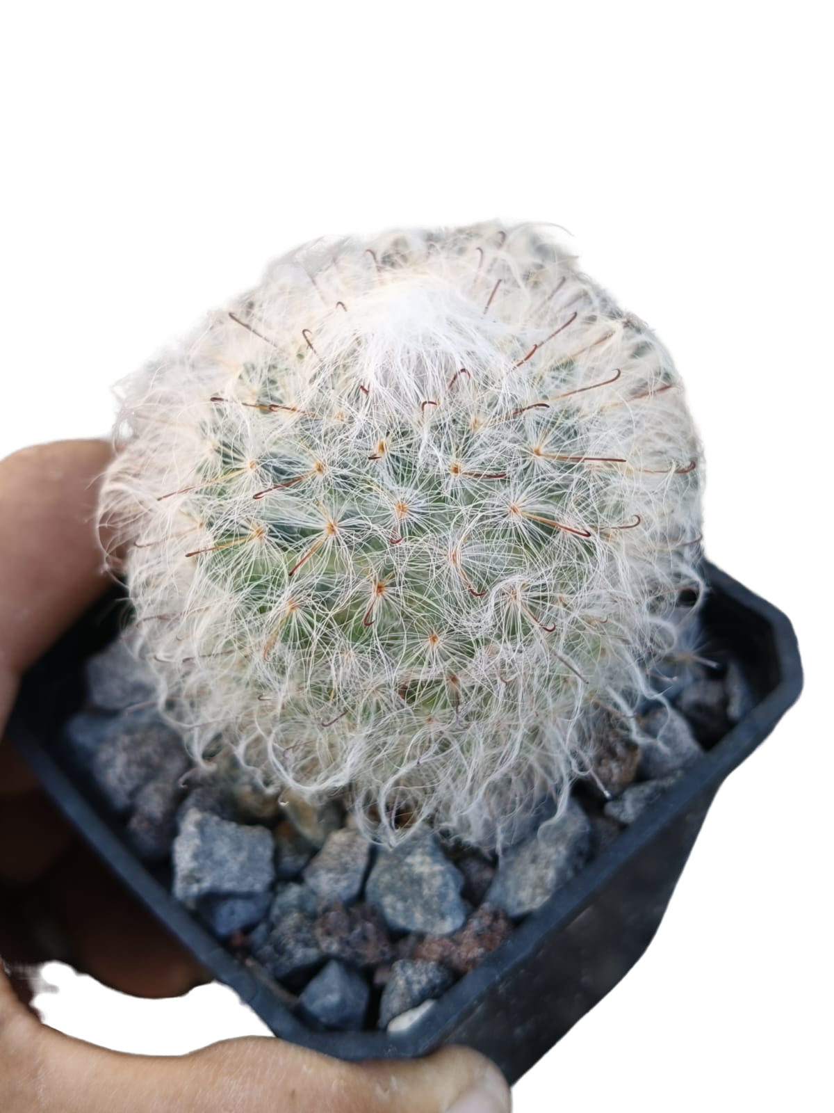 Cactus exótico Mammillaria bocasana splendens (2 pulgadas)