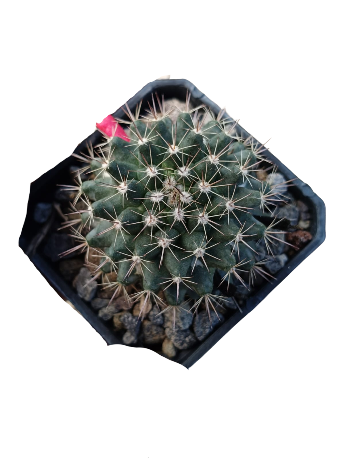 Cactus exótico Mammillaria comunis (2 pulgadas)