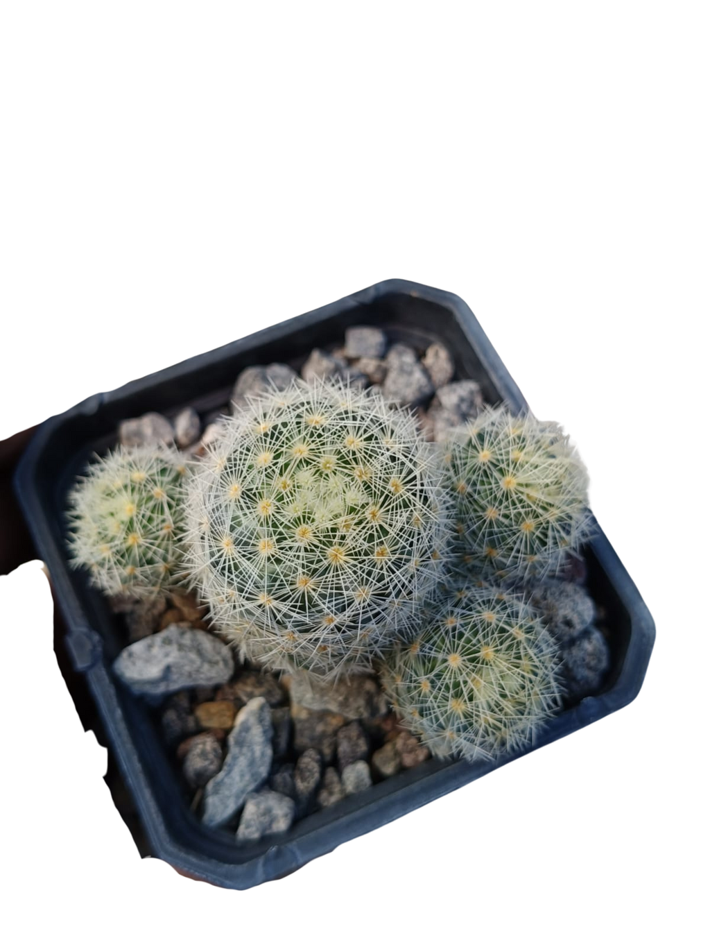 Cactus exótico Mammillaria giselae (2 pulgadas)
