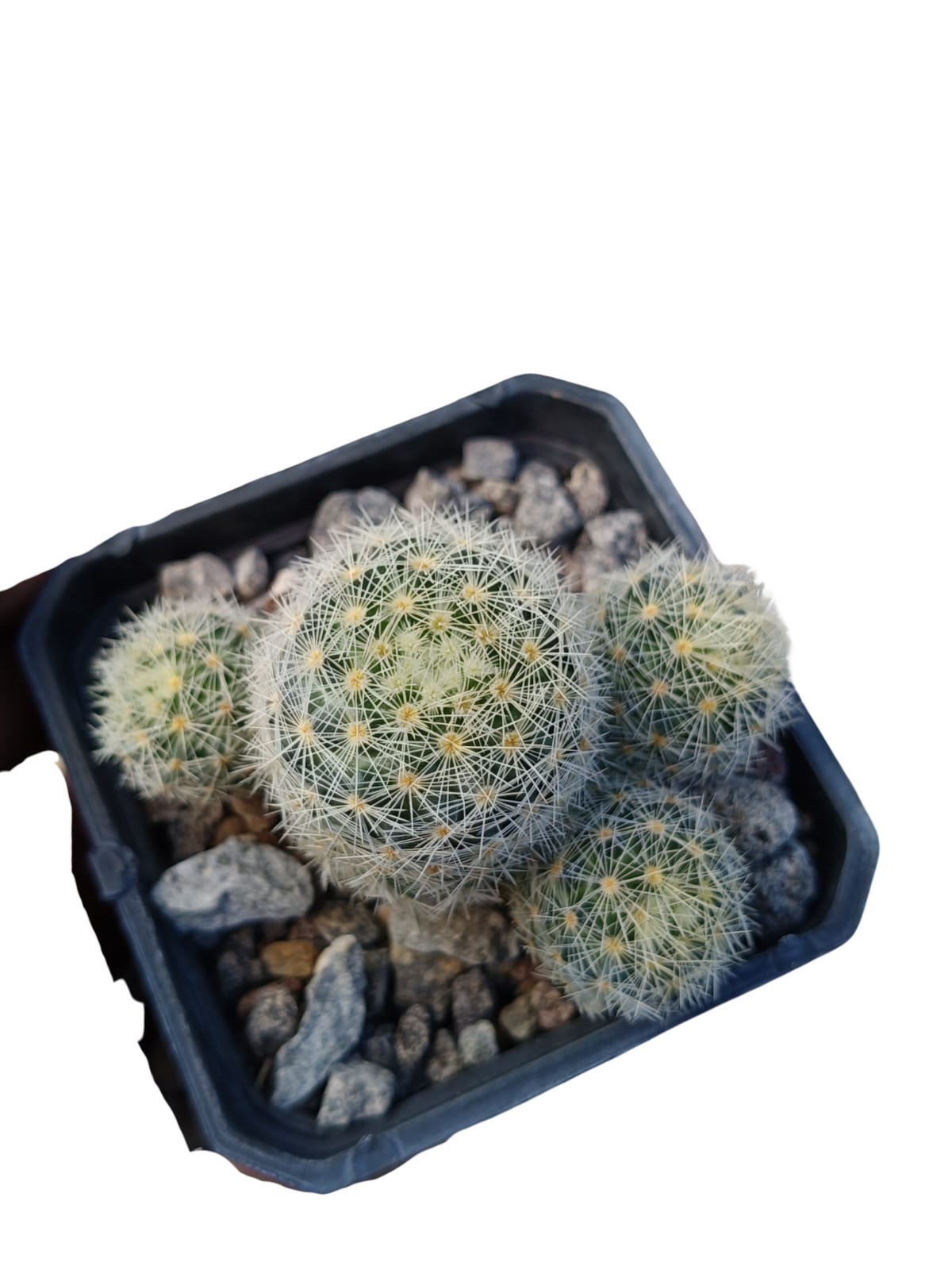 Cactus exótico Mammillaria giselae (2 pulgadas)