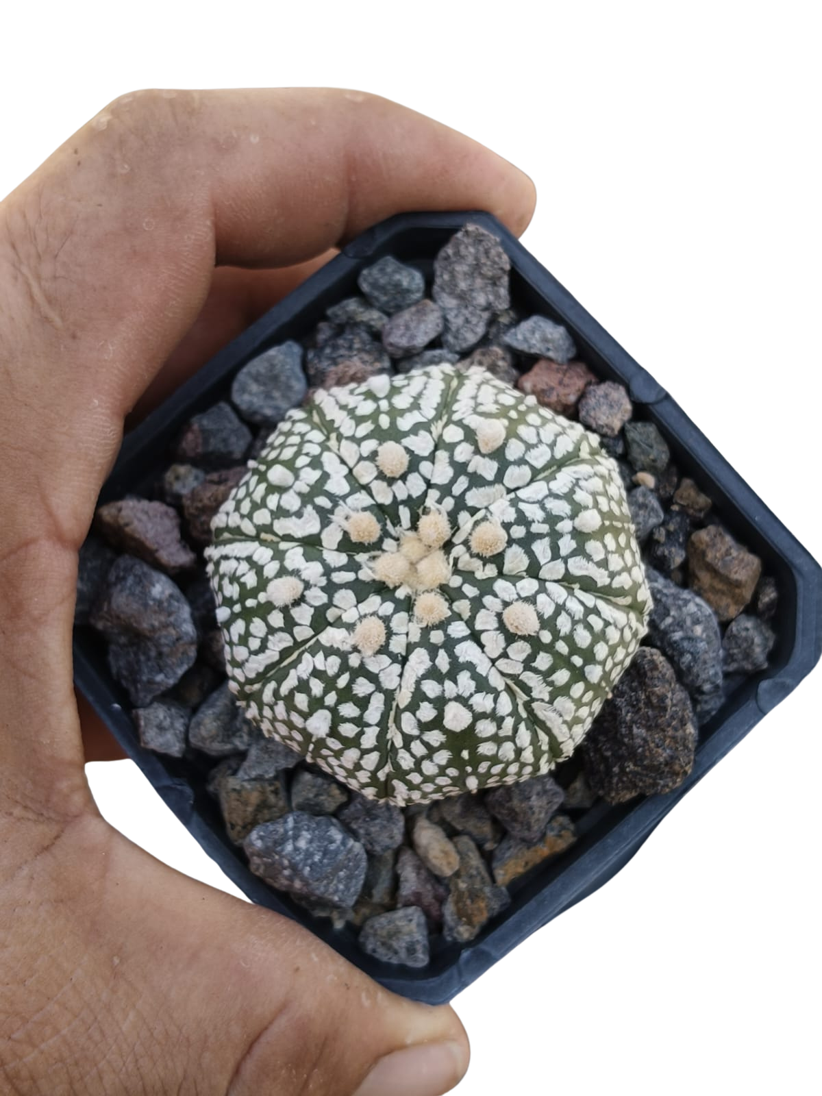 Cactus exótico Astrophytum asterias (2 pulgadas)