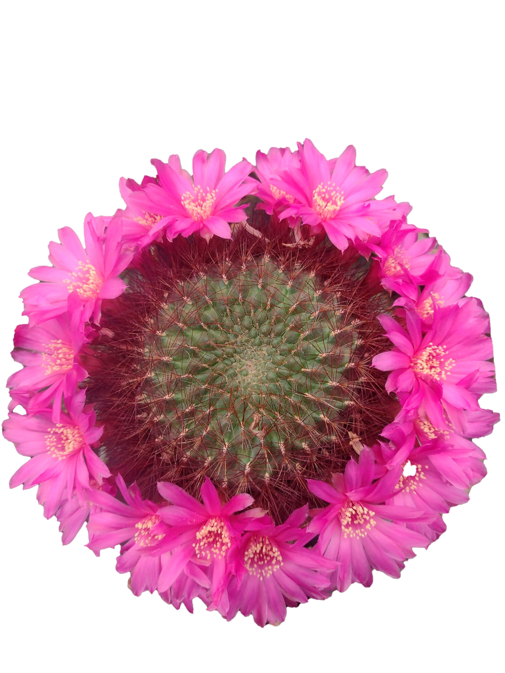 Cactus exótico Sulcorebutia mentosa sowoodae espina roja (4 pulgadas)