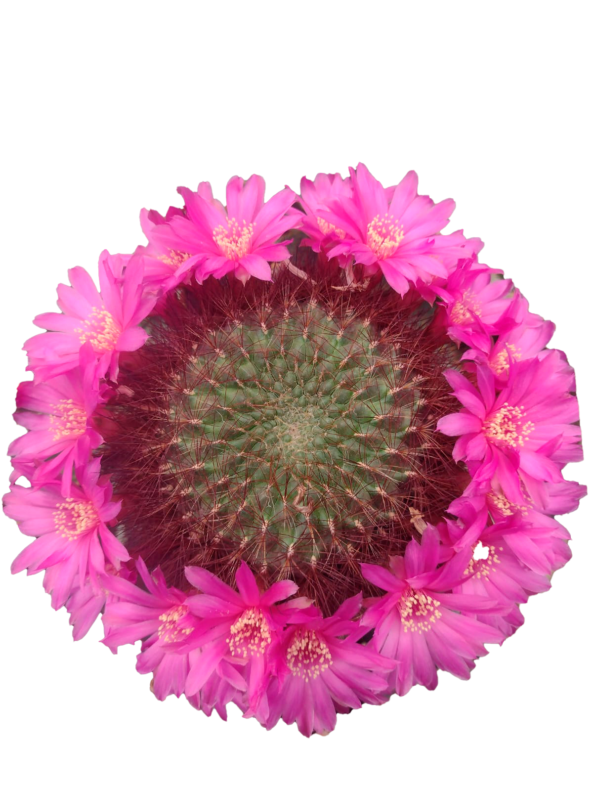 Cactus exótico Sulcorebutia mentosa sowoodae espina roja (4 pulgadas)