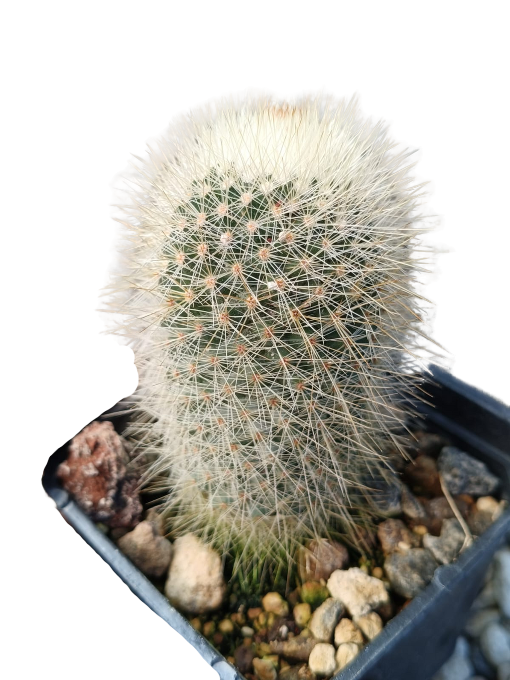 Cactus exótico Mammillaria pilcayensi (2 pulgadas)