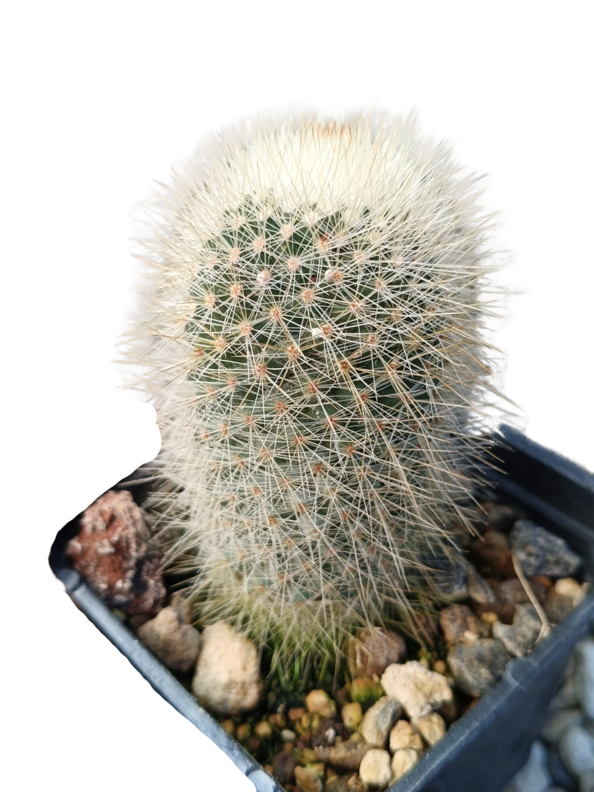Cactus exótico Mammillaria pilcayensi (2 pulgadas)