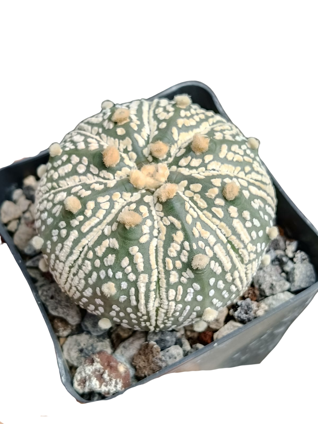 Cactus exótico Astrophytum asterias variedad Kabuto (4 pulgadas)