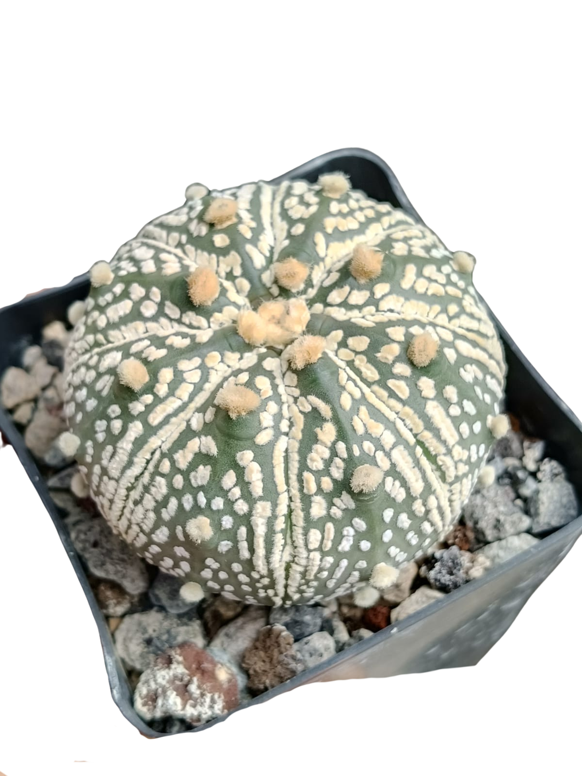 Cactus exótico Astrophytum asterias variedad Kabuto (4 pulgadas)
