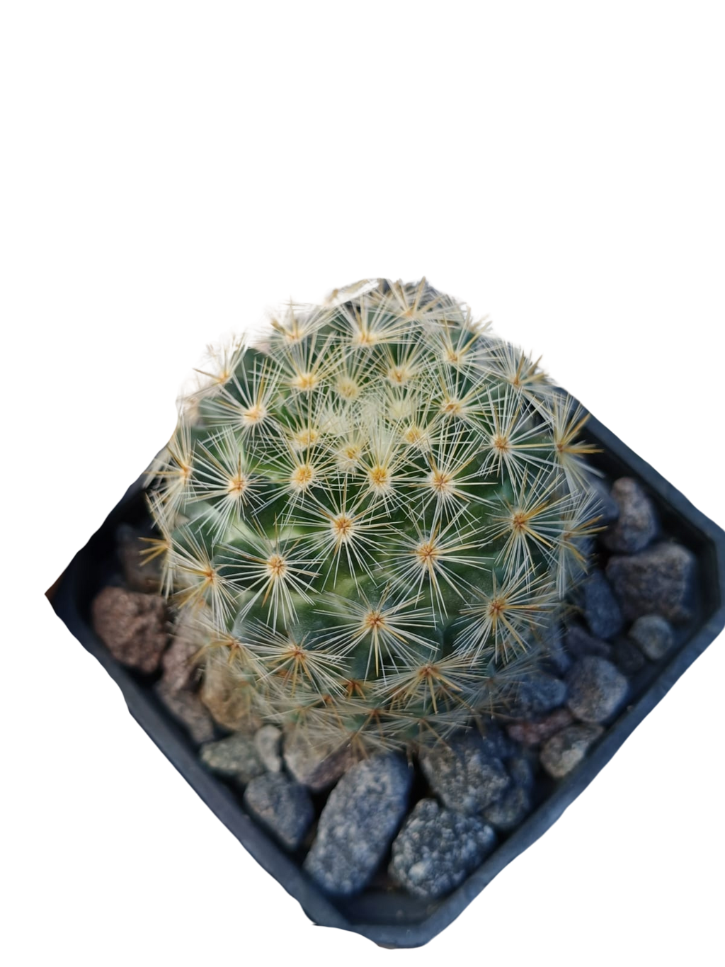 Cactus exótico Mammillaria laui (2 pulgadas)