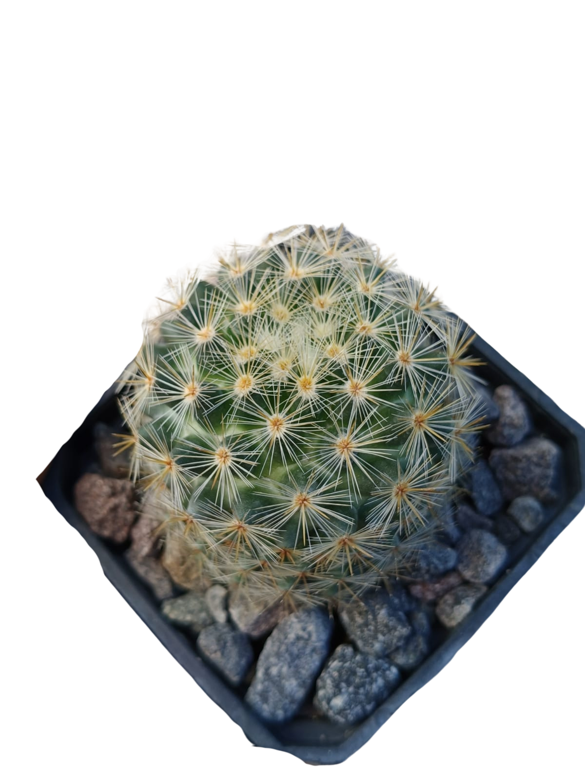 Cactus exótico Mammillaria laui (2 pulgadas)