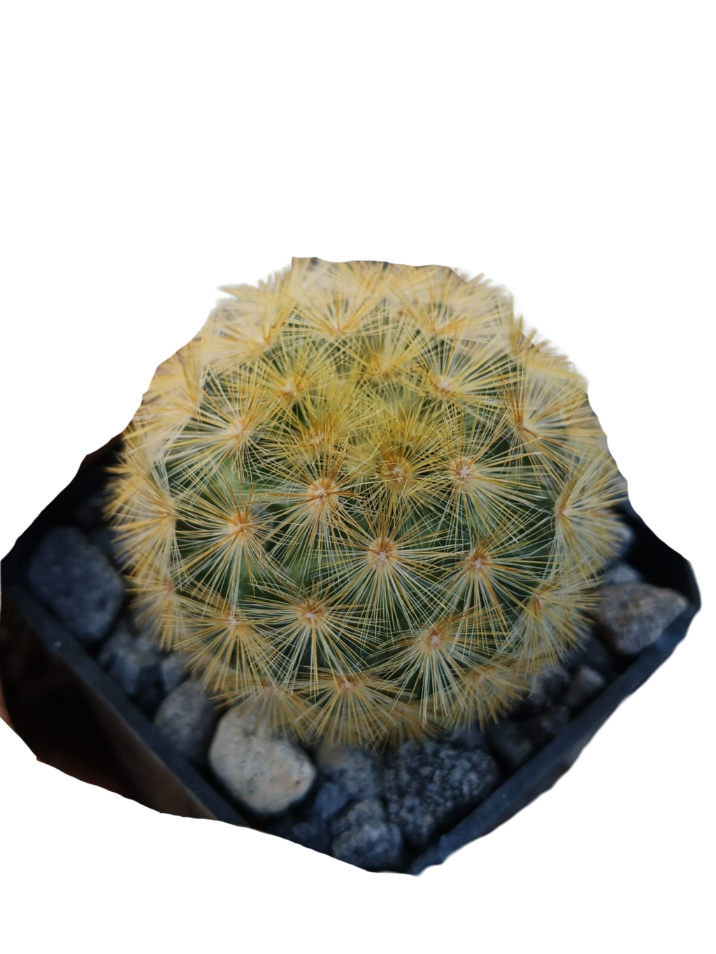 Cactus exótico Mammillaria carmenae (2 pulgadas)