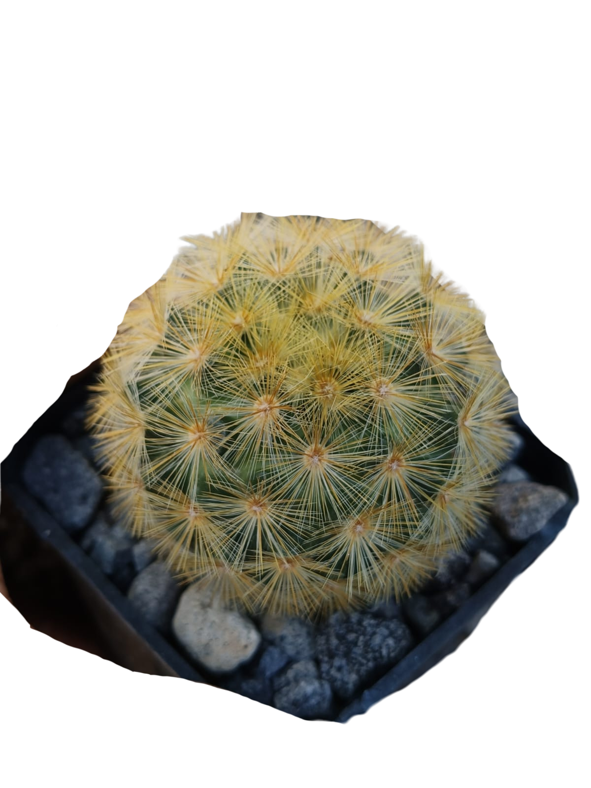 Cactus exótico Mammillaria carmenae (2 pulgadas)