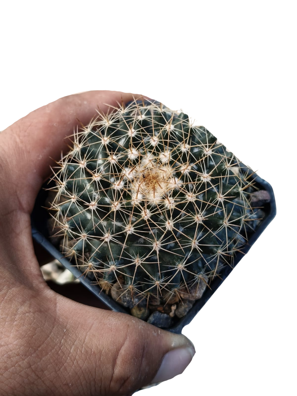 Cactus exótico Mammillaria heidery (2 pulgadas)